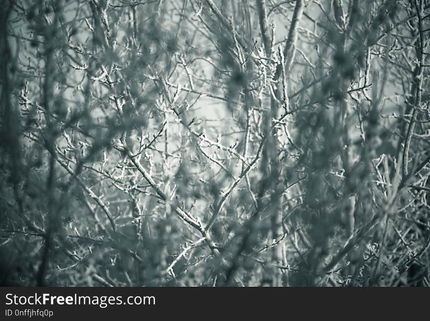 Branch, Tree, Nature, Black And White