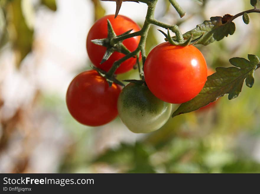 Natural Foods, Fruit, Tomato, Potato And Tomato Genus