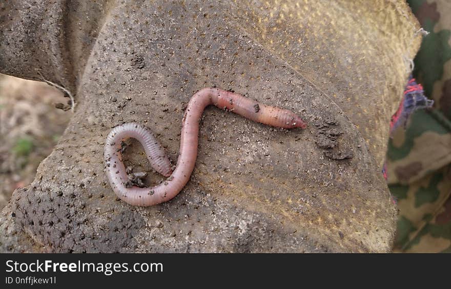 Ringed Worm, Soil, Organism, Terrestrial Animal