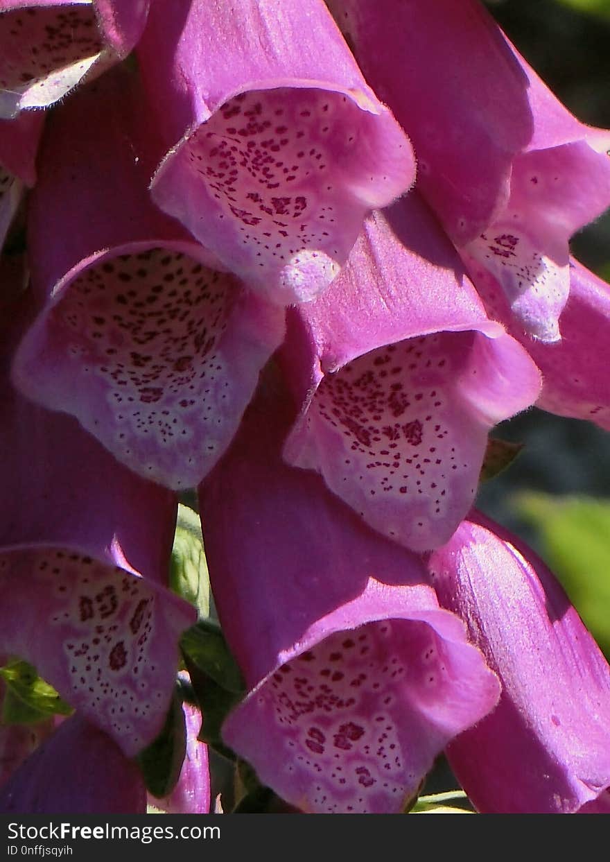 Pink, Flower, Purple, Violet