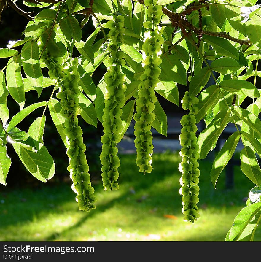 Plant, Leaf, Vegetation, Tree