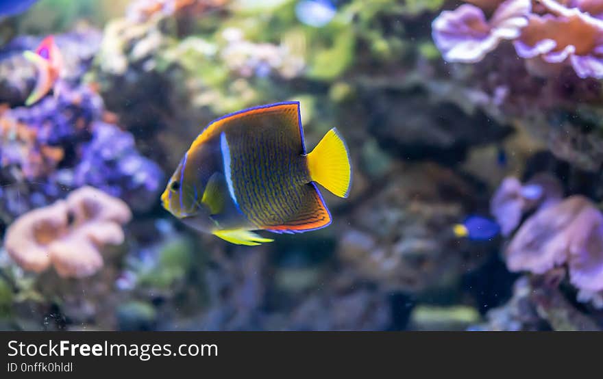 Coral Reef, Coral Reef Fish, Pomacentridae, Marine Biology