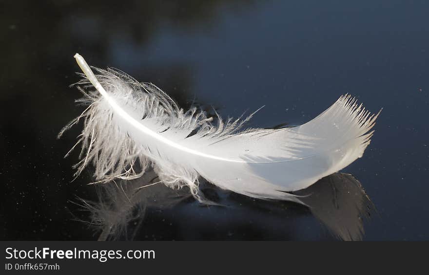 Feather, Wing, Bird, Close Up