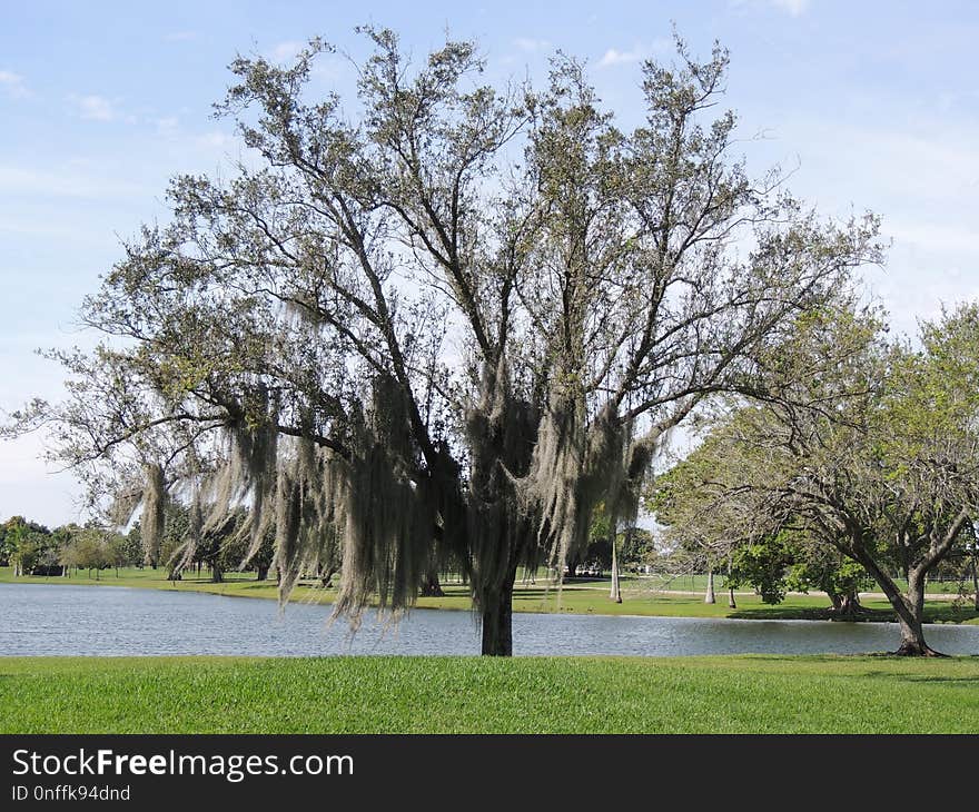 Tree, Woody Plant, Plant, Branch