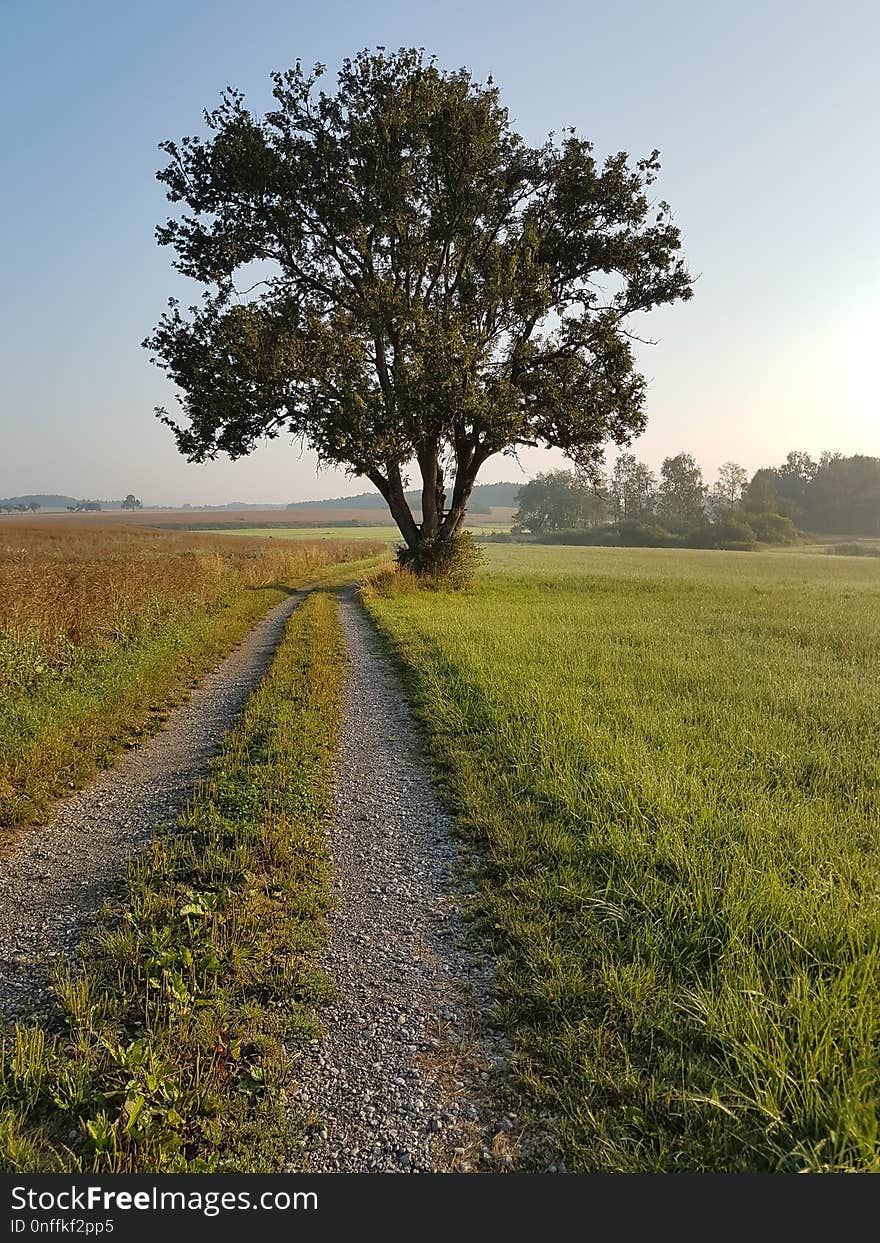 Tree, Field, Woody Plant, Sky