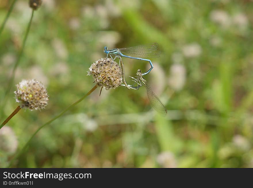 Insect, Fauna, Invertebrate, Macro Photography