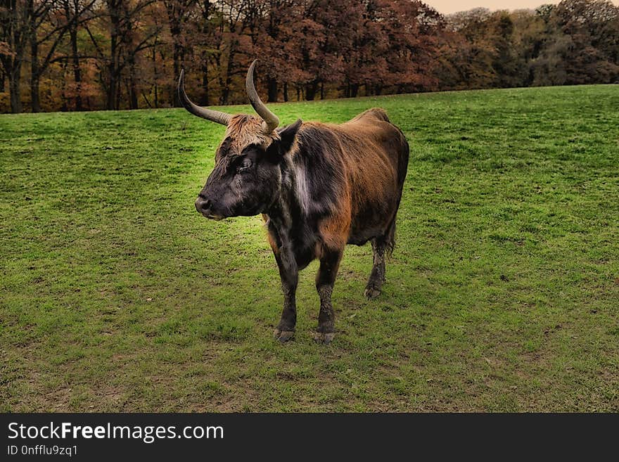 Cattle Like Mammal, Horn, Pasture, Wildlife