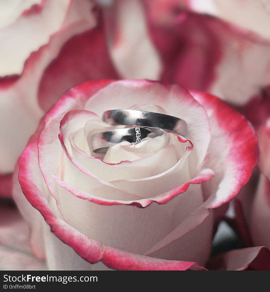 Pink, Flower, Petal, Close Up