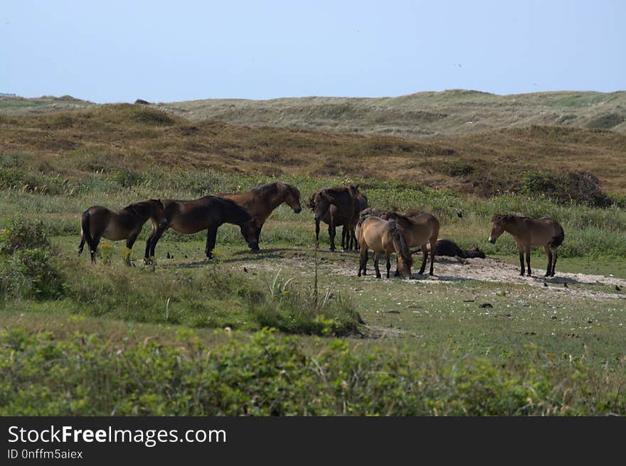 Wildlife, Ecosystem, Herd, Pasture