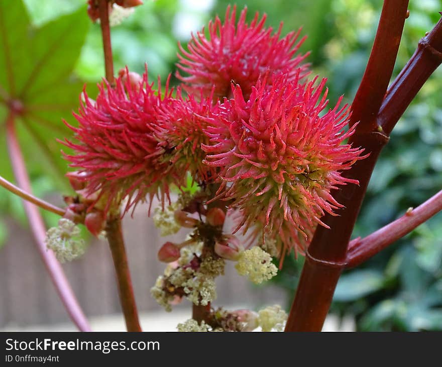 Plant, Flora, Flower, Subshrub