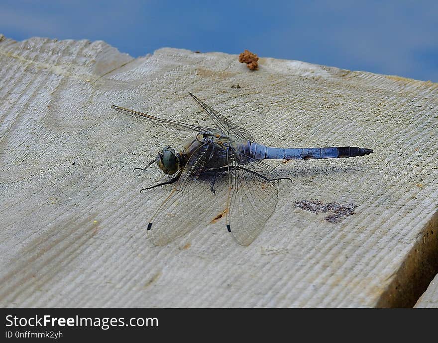 Insect, Fauna, Invertebrate, Dragonfly