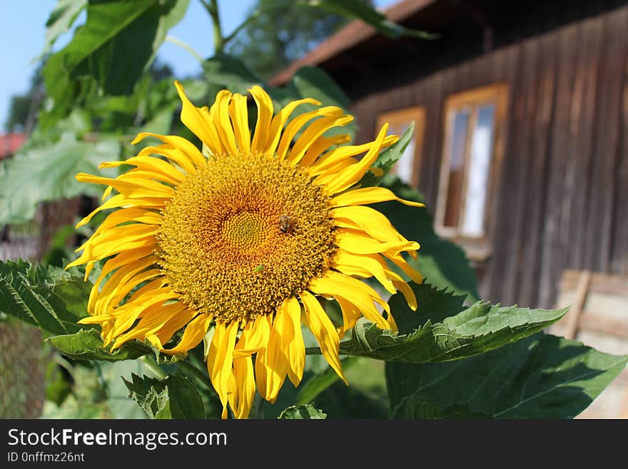 Flower, Sunflower, Yellow, Sunflower Seed