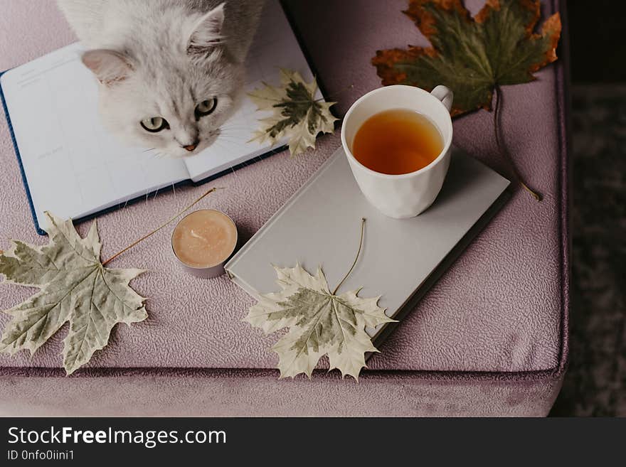 cup of tea with a book in the interior with autumn leaf, notebook and cat, hygge concept