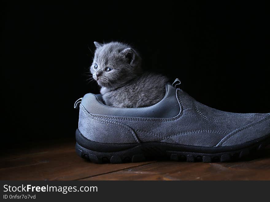 British Shorthair kitten and men shoes, black background, wooden floor. Portrair. British Shorthair kitten and men shoes, black background, wooden floor. Portrair