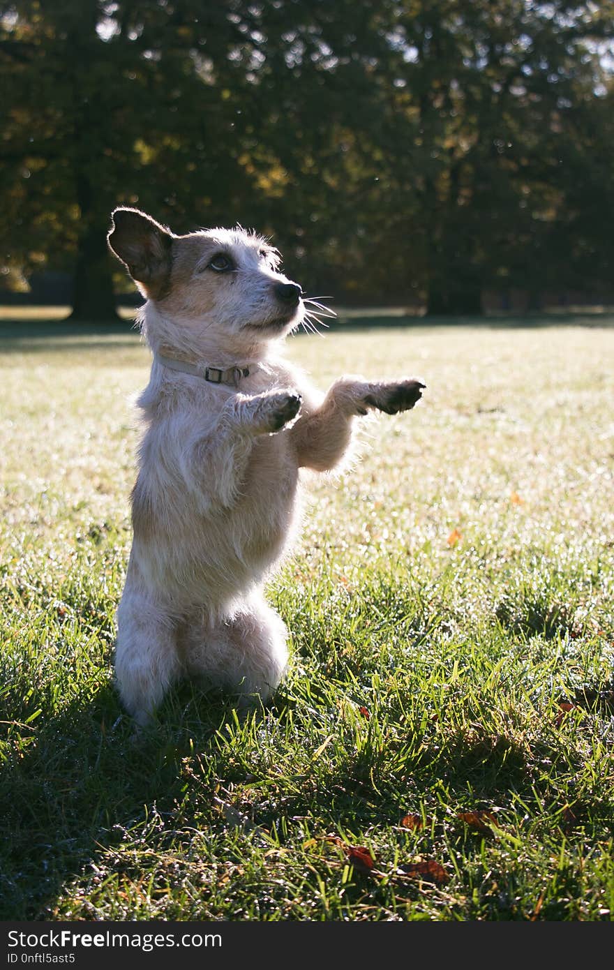 Funny cute dog sit up and beg at a sunny day in the park. Funny cute dog sit up and beg at a sunny day in the park.