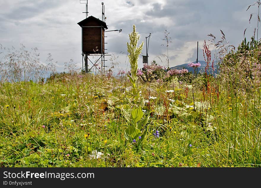 Vegetation, Wildflower, Meadow, Prairie