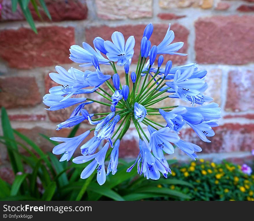 Flower, Blue, Plant, Flora