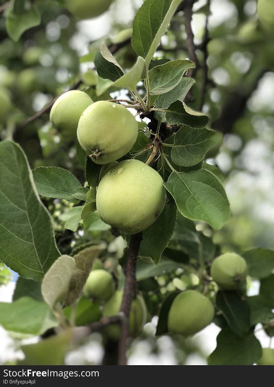 Fruit Tree, Fruit, Plant, Tree