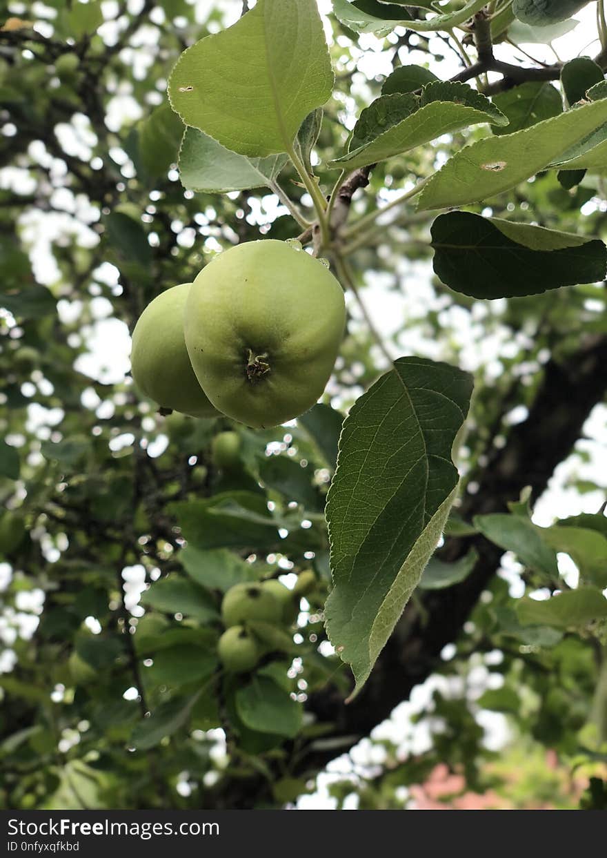 Fruit Tree, Leaf, Branch, Fruit