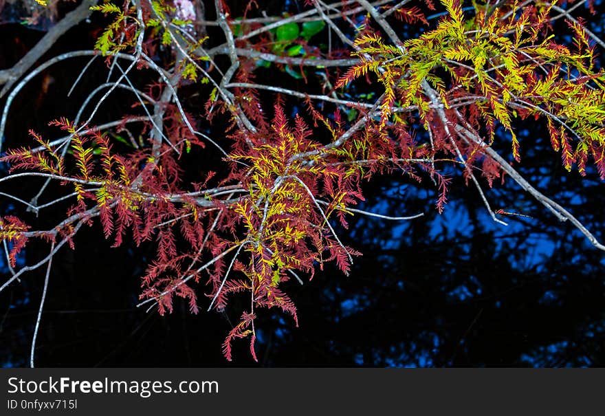 Nature, Leaf, Tree, Plant