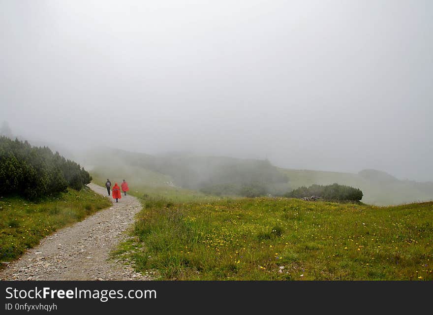 Fog, Mist, Hill Station, Vegetation