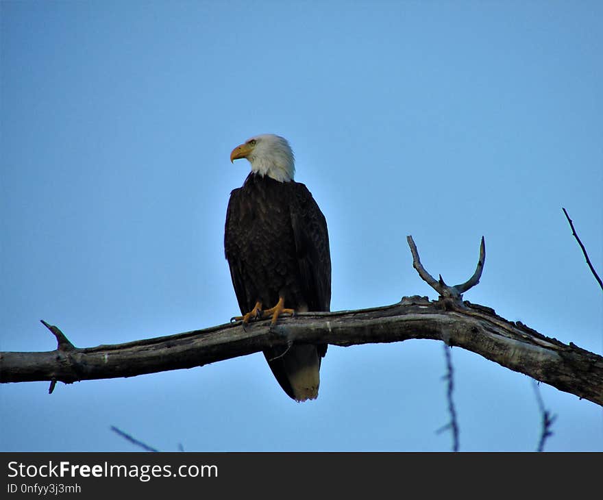 Bird, Eagle, Bird Of Prey, Bald Eagle