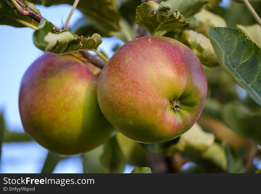 Fruit, Apple, Local Food, Produce