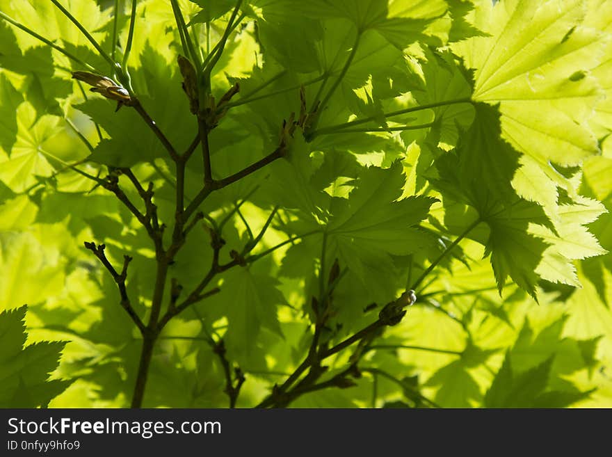 Leaf, Branch, Tree, Vegetation