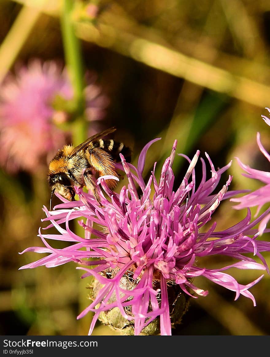 Flower, Bee, Honey Bee, Insect