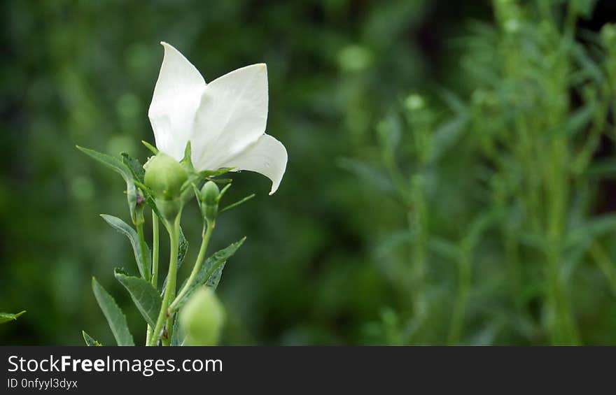 Plant, Flower, Flora, Wildflower