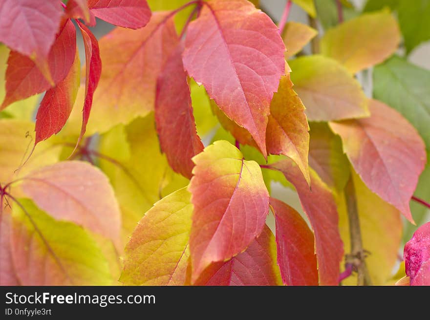 Leaf, Autumn, Close Up, Branch