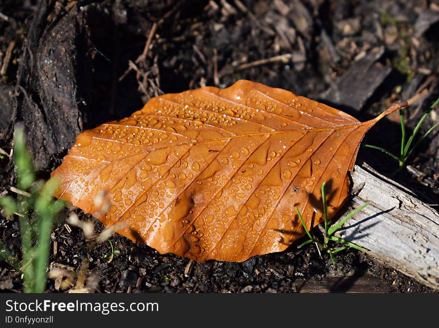 Leaf, Fungus, Agaricaceae, Agaricomycetes