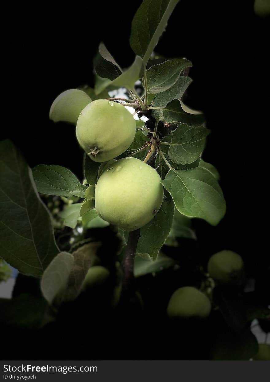 Fruit Tree, Plant, Leaf, Fruit