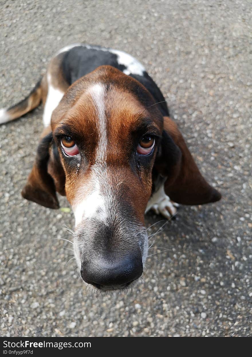 Dog, Dog Breed, Basset Artésien Normand, Finnish Hound