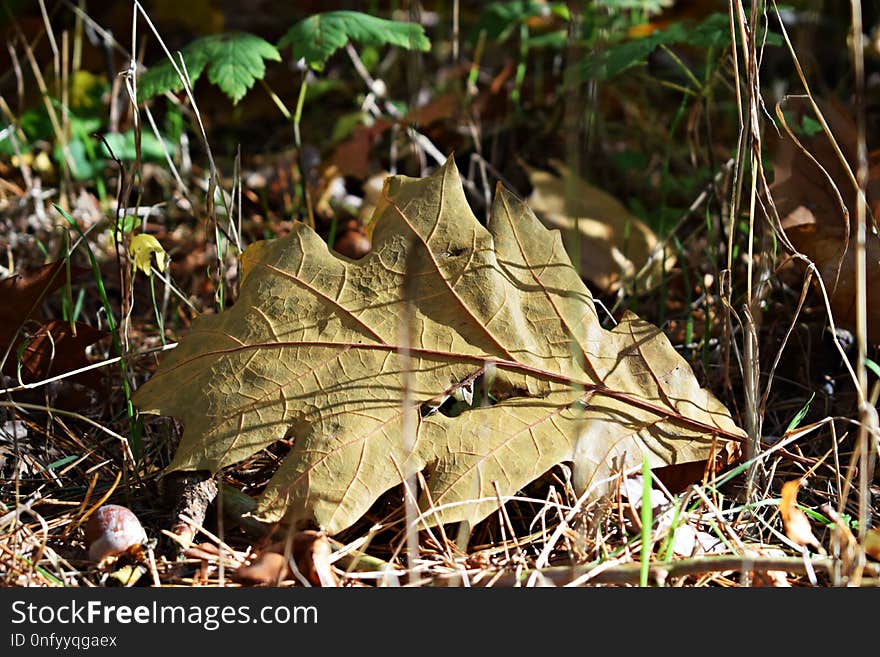 Leaf, Plant, Flora, Autumn