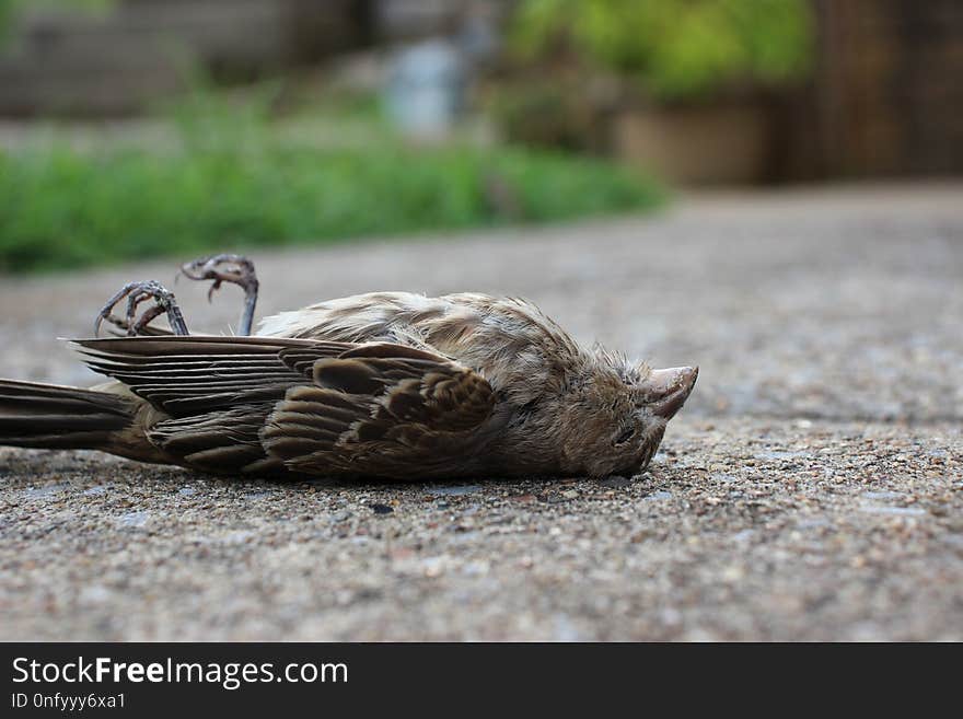 Fauna, Bird, Beak, Water Bird