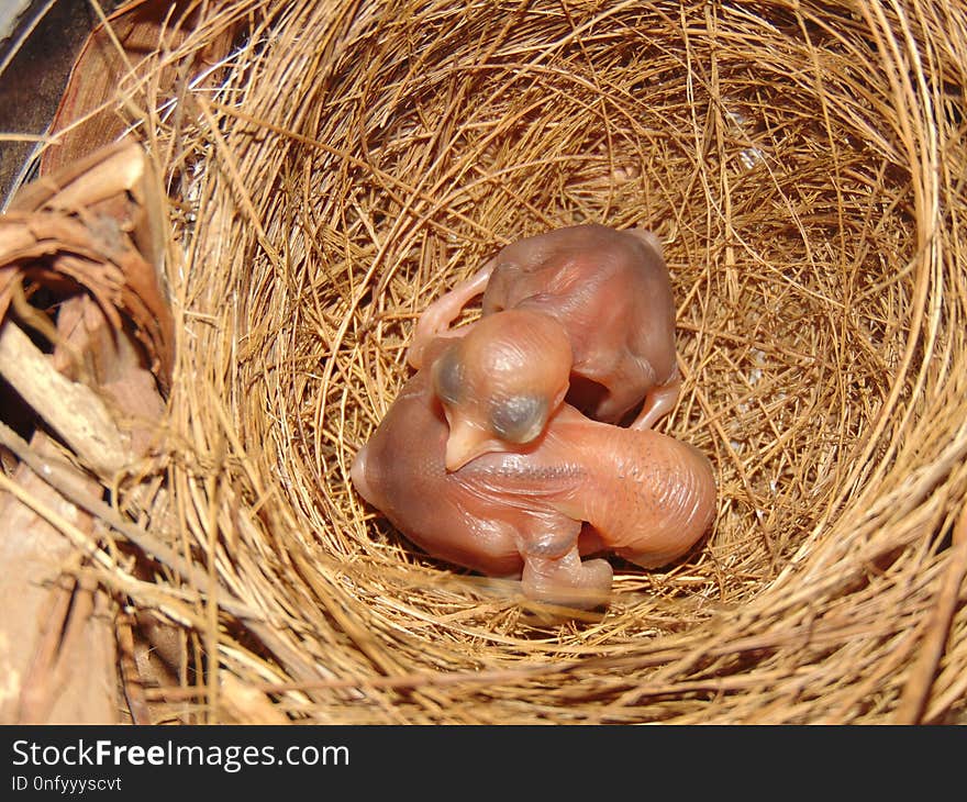 Fauna, Bird Nest, Straw, Nest