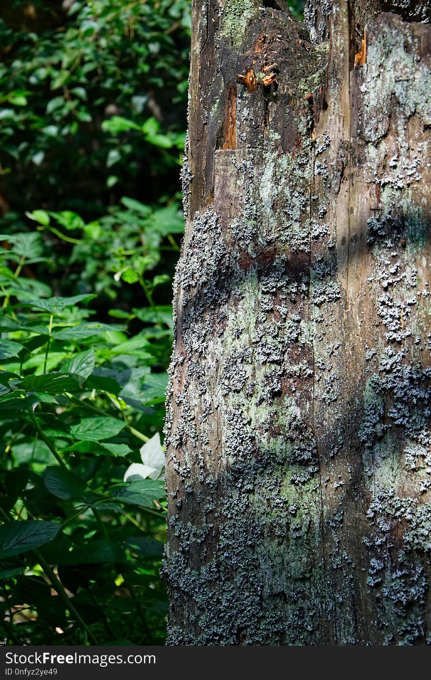 Tree, Trunk, Woody Plant, Woodland