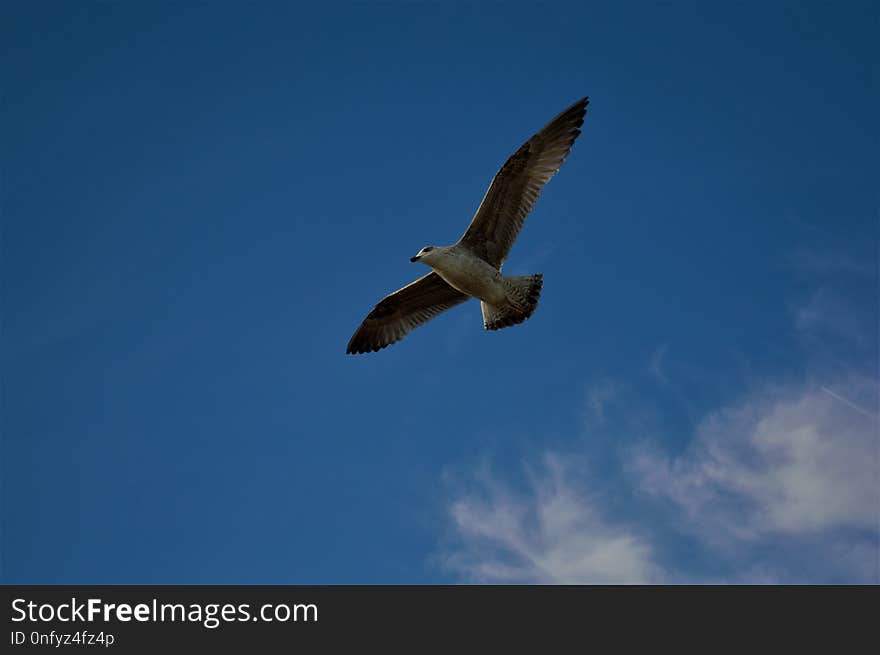 Sky, Bird, Beak, Flight