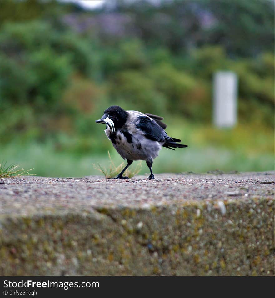 Bird, Fauna, Beak, Wildlife