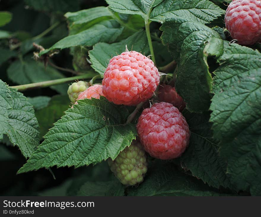 Raspberry, Berry, Raspberries Blackberries And Dewberries, Fruit