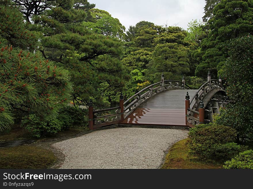 Nature, Vegetation, Tree, Leaf