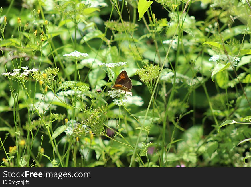 Plant, Flora, Flower, Grass