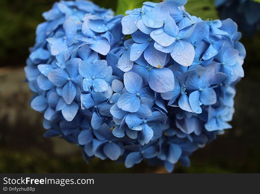 Flower, Blue, Plant, Hydrangea