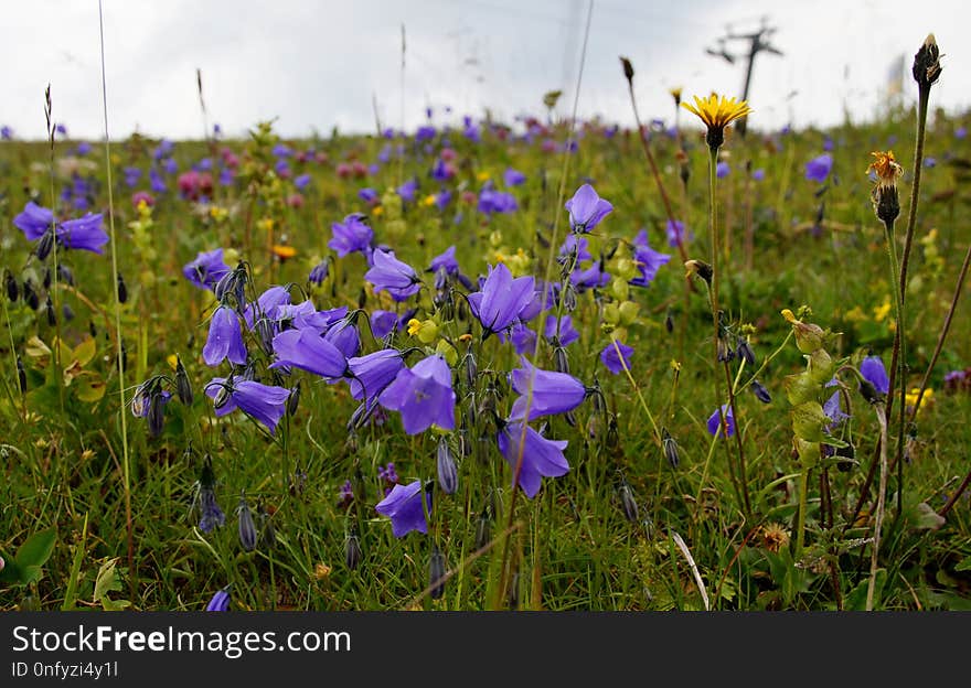 Flower, Plant, Flora, Ecosystem