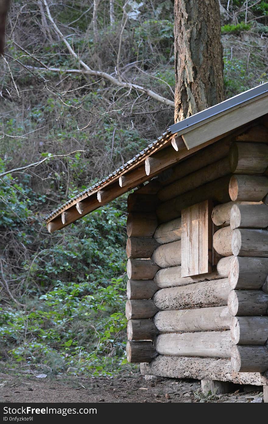 Path, Wood, Tree, Log Cabin