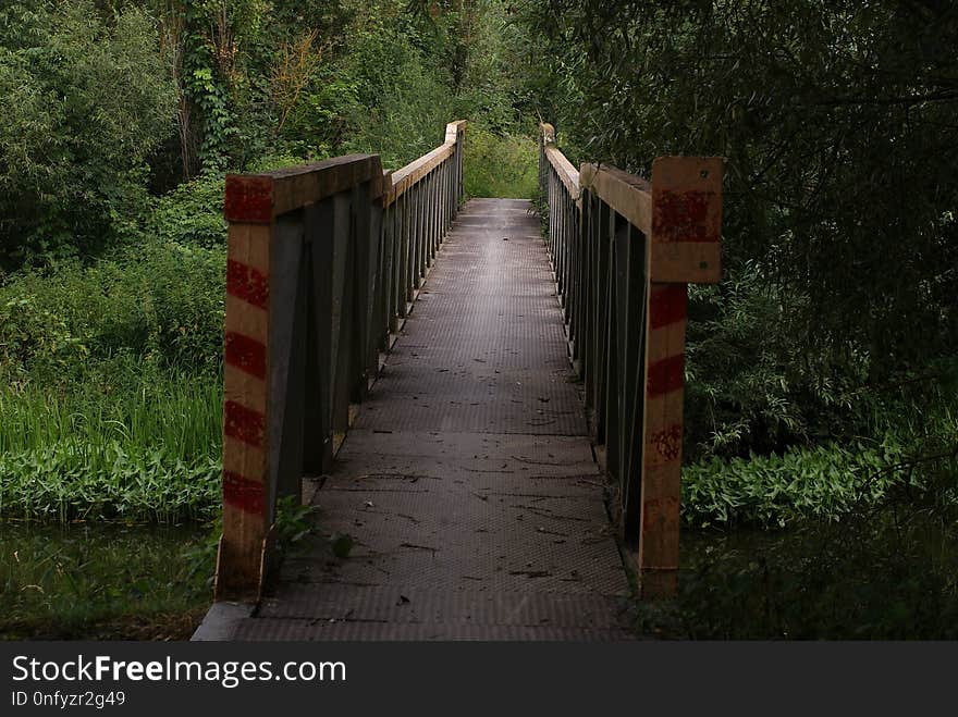 Path, Nature Reserve, Tree, Forest