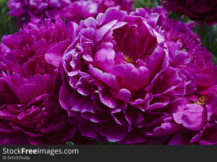 Flower, Purple, Plant, Peony