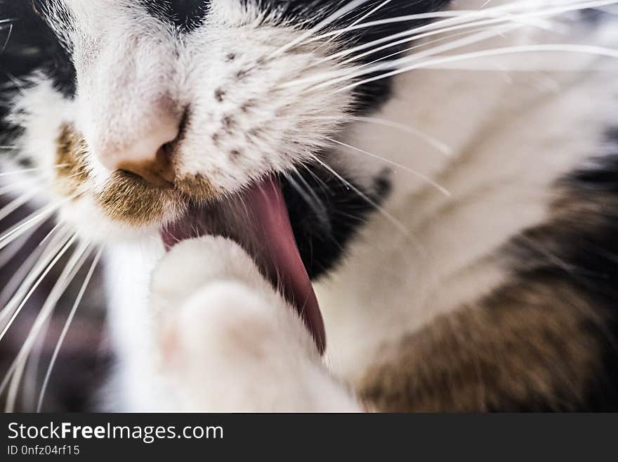 Cat, Whiskers, Facial Expression, Nose