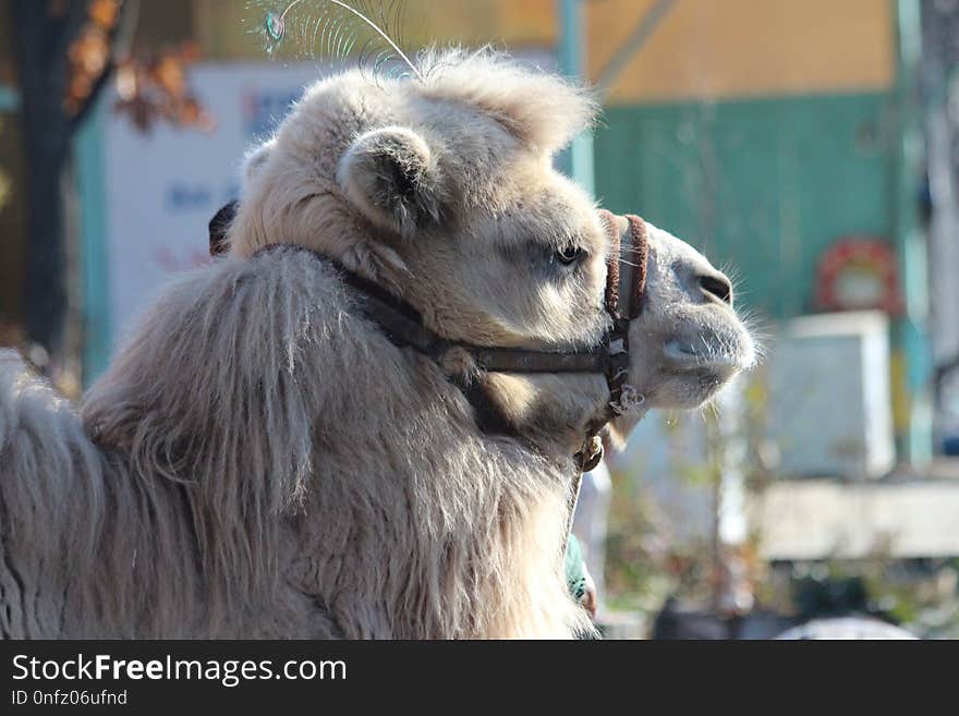 Camel, Camel Like Mammal, Fauna, Snout